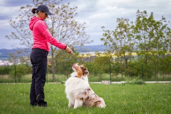 ESA Dog Rules What You Need to Know About Emotional Support Animals