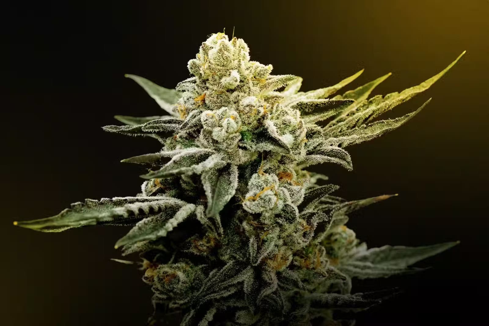 Albino Penis Envy Rare Mushrooms at Bud Cargo – High Potency Guaranteed