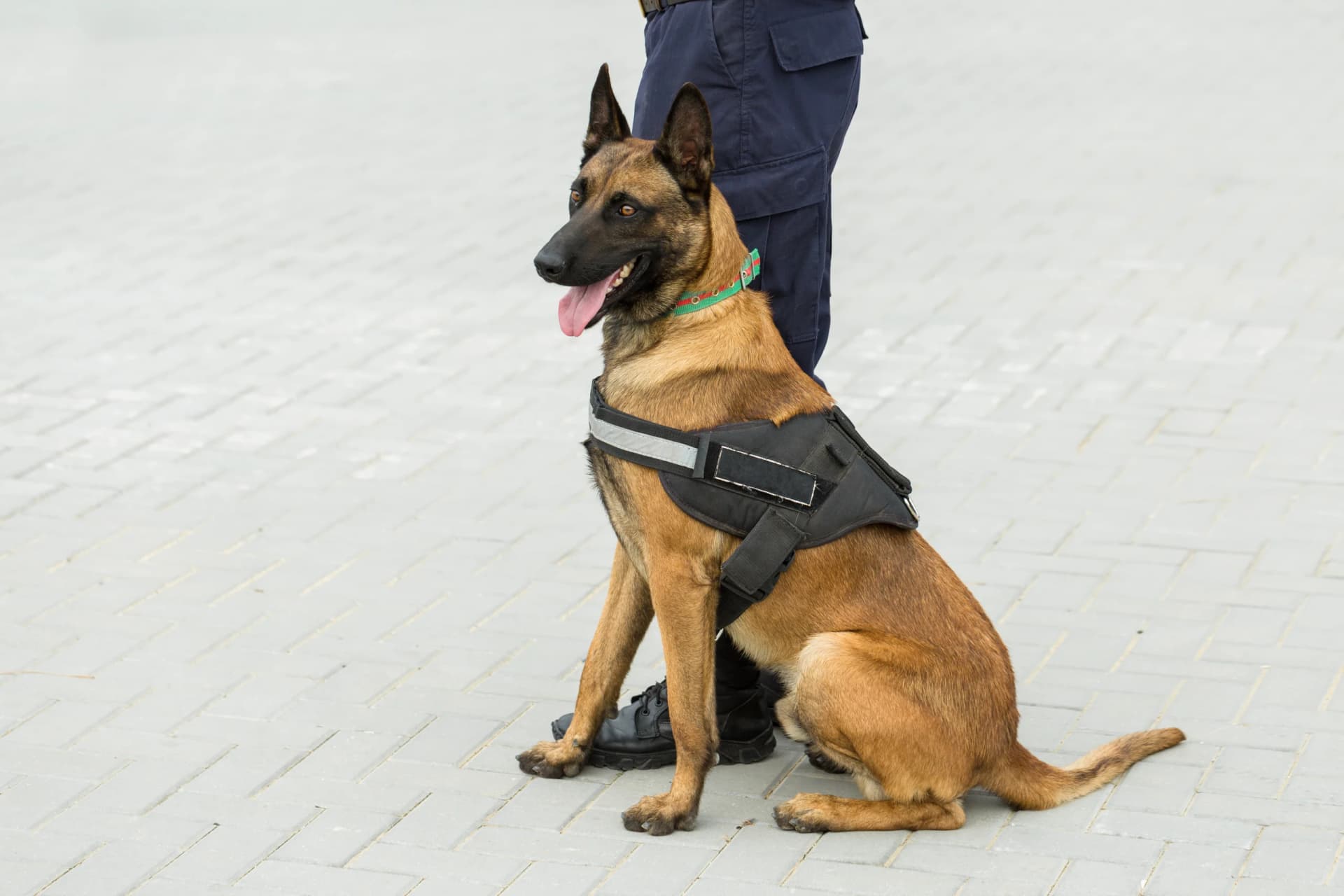Effective Security Dog Services in Manchester for Ultimate Protection