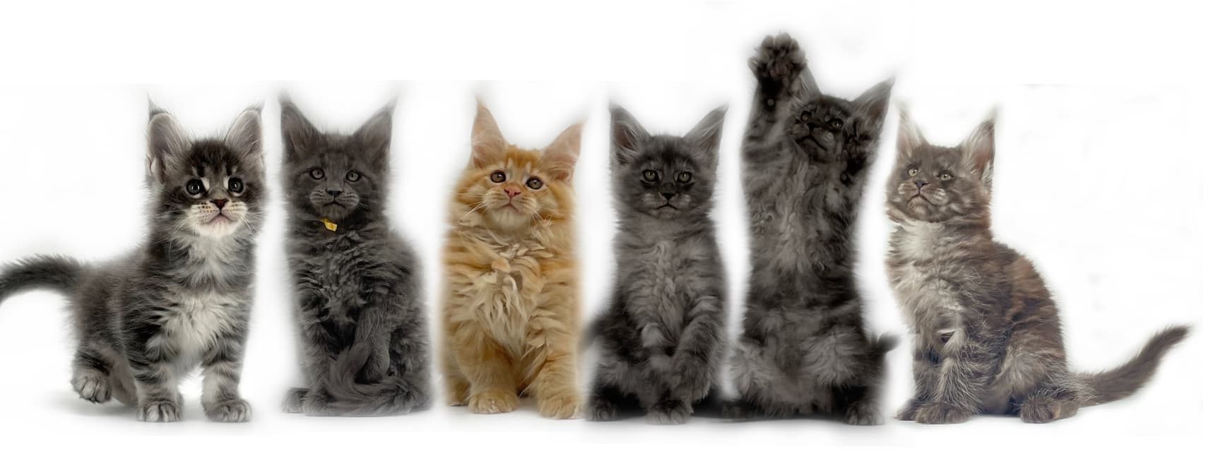 Purebred Maine Coon Kittens for Sale in the Bay Area