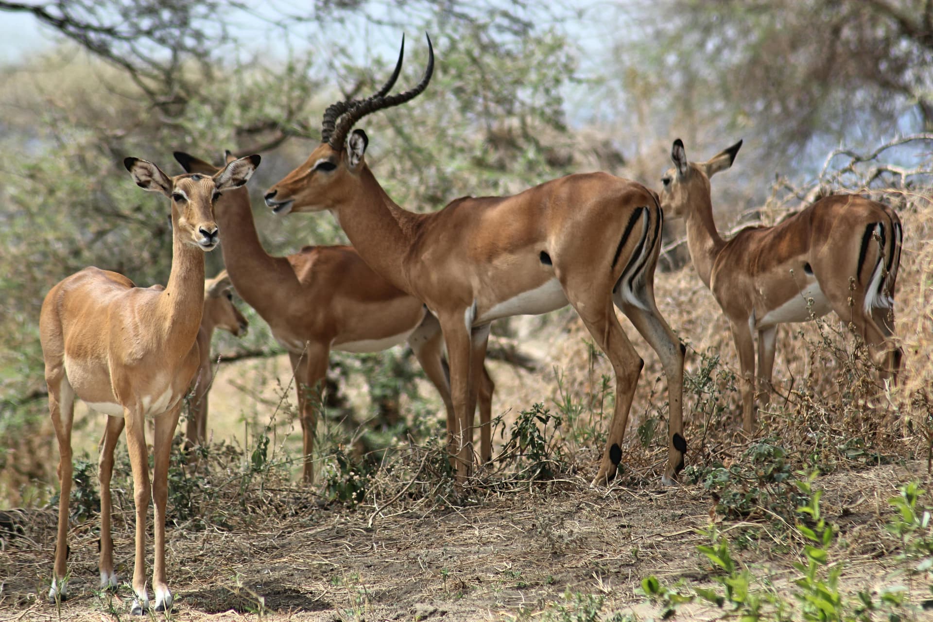 Top Kenya Safari Experiences for Nature Lovers