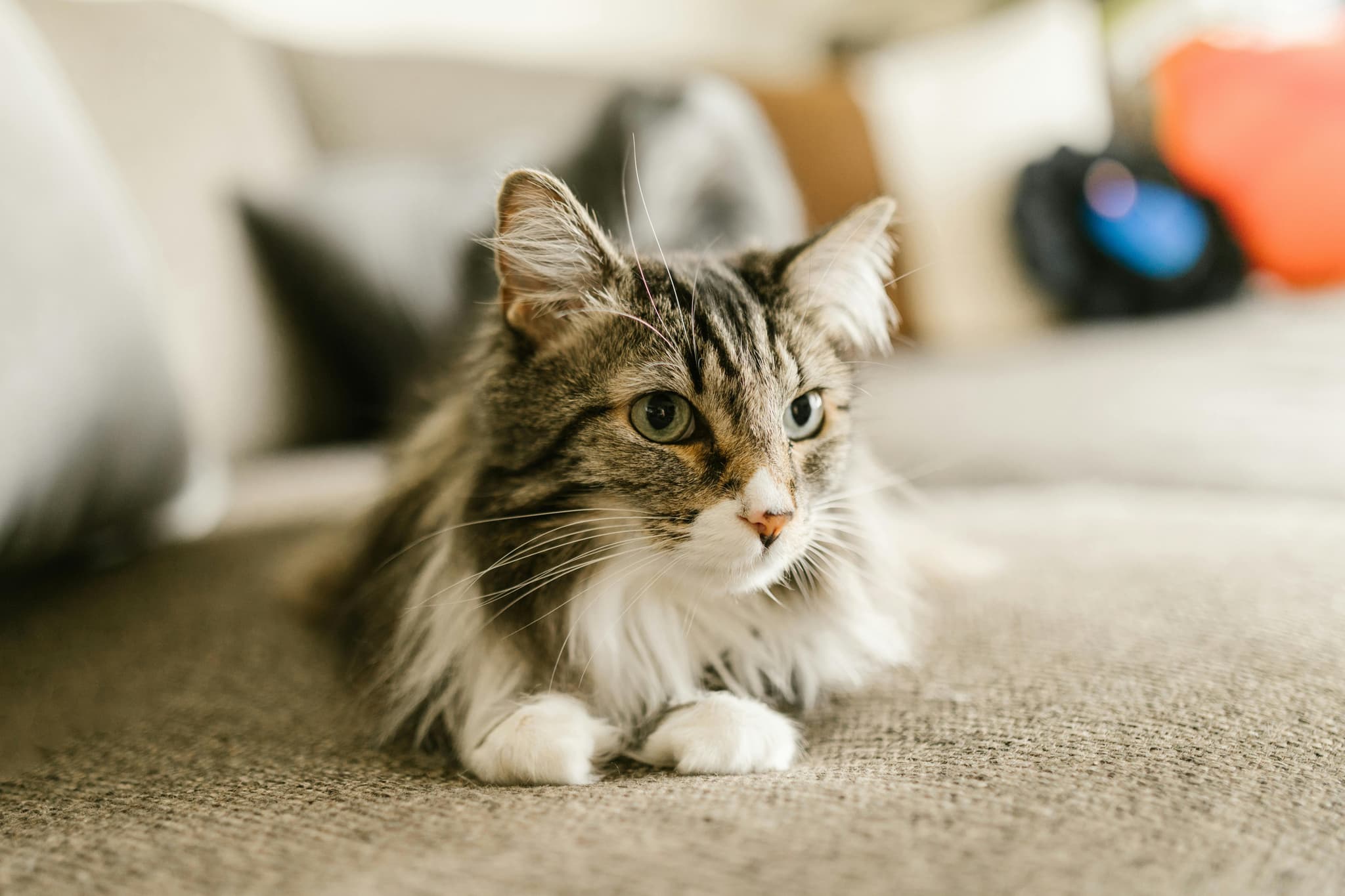 Maine Coon Kittens for Sale California – Loving Companions Available