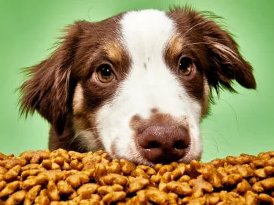 Save on The Farmer's Dog Price Today