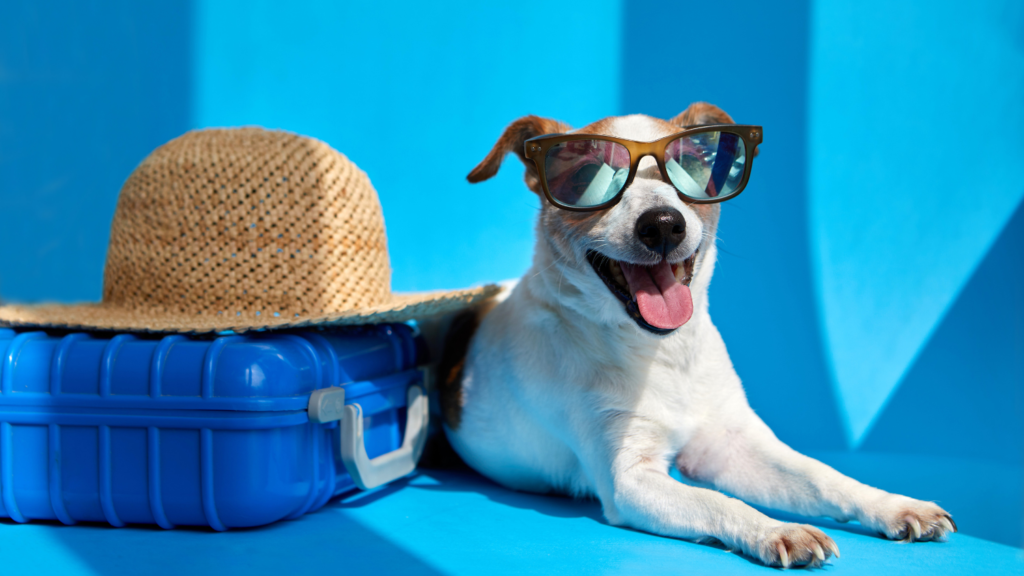 Pet Travel Made Simple by Vet Home Certs
