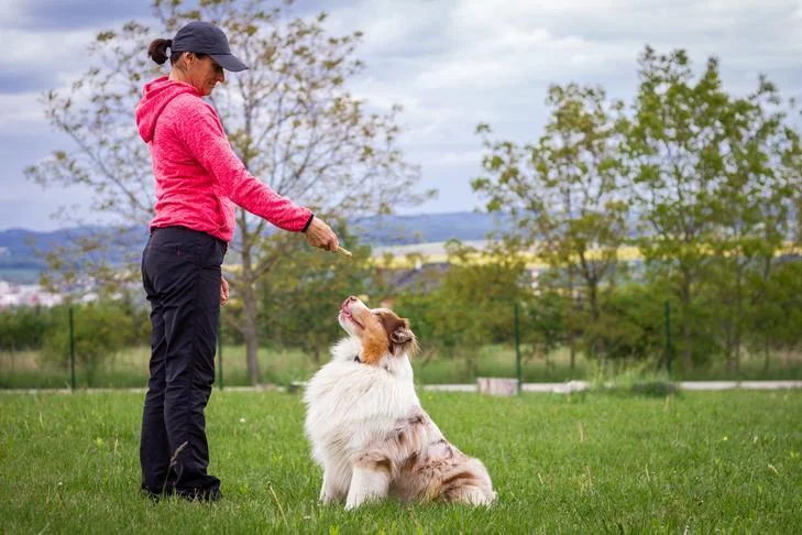 ESA Dog Rules What You Need to Know About Emotional Support Animals