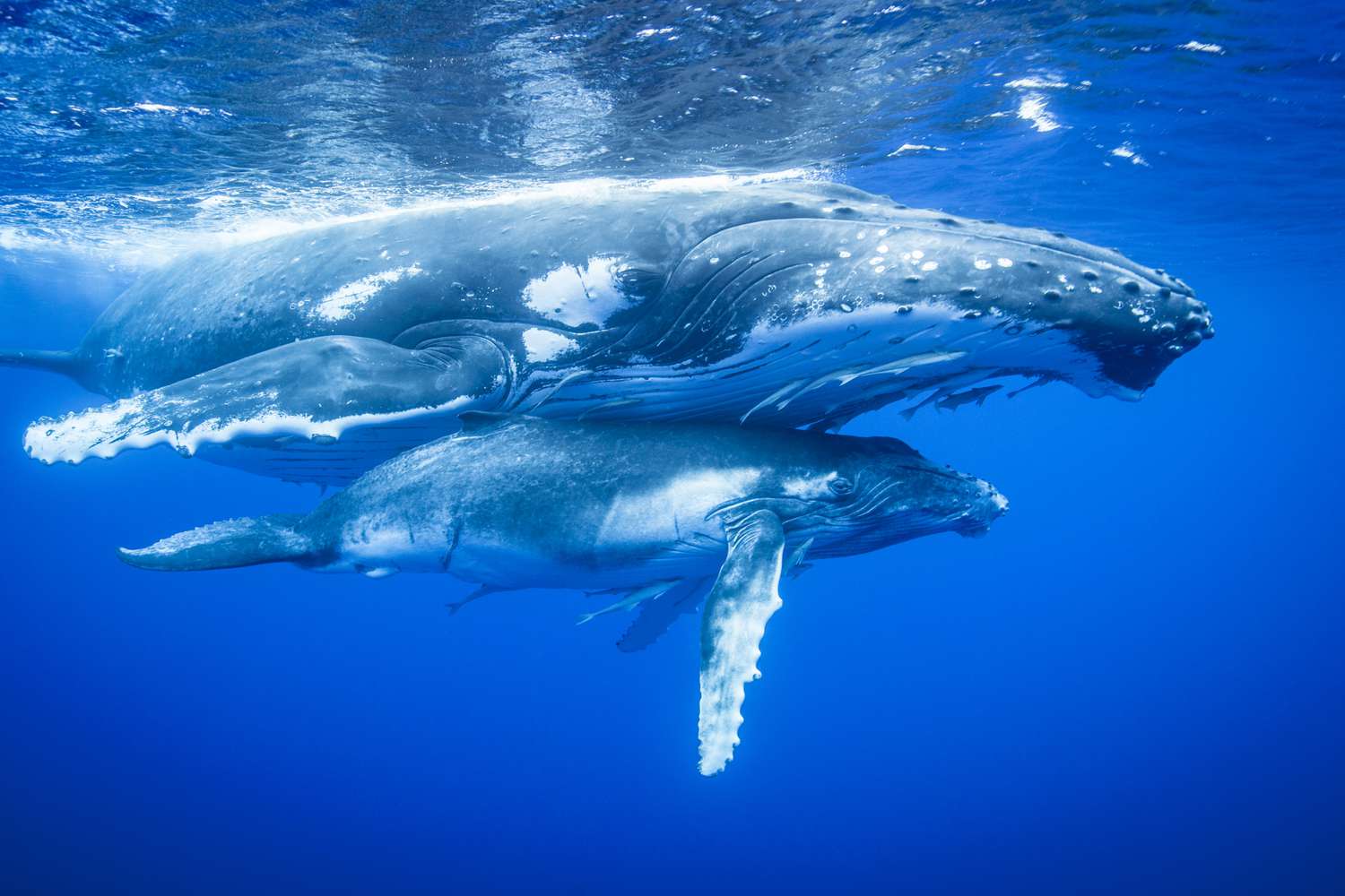 The Future of Ocean Justice: A-LAW and marianthi baklava in Collaboration