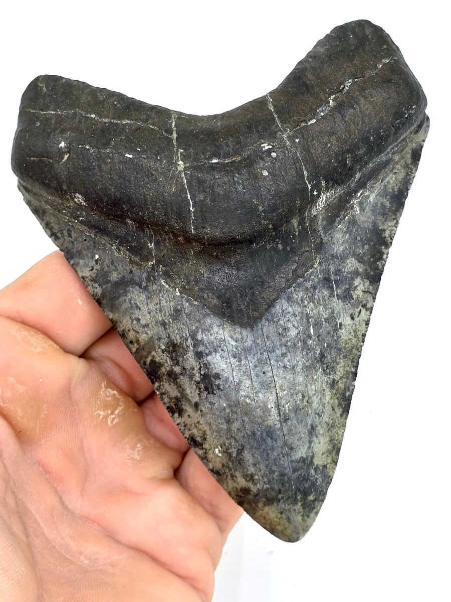 AUTHENTIC MEGALODON TEETH – PROTECTING YOUR FOSSIL INVESTMENT