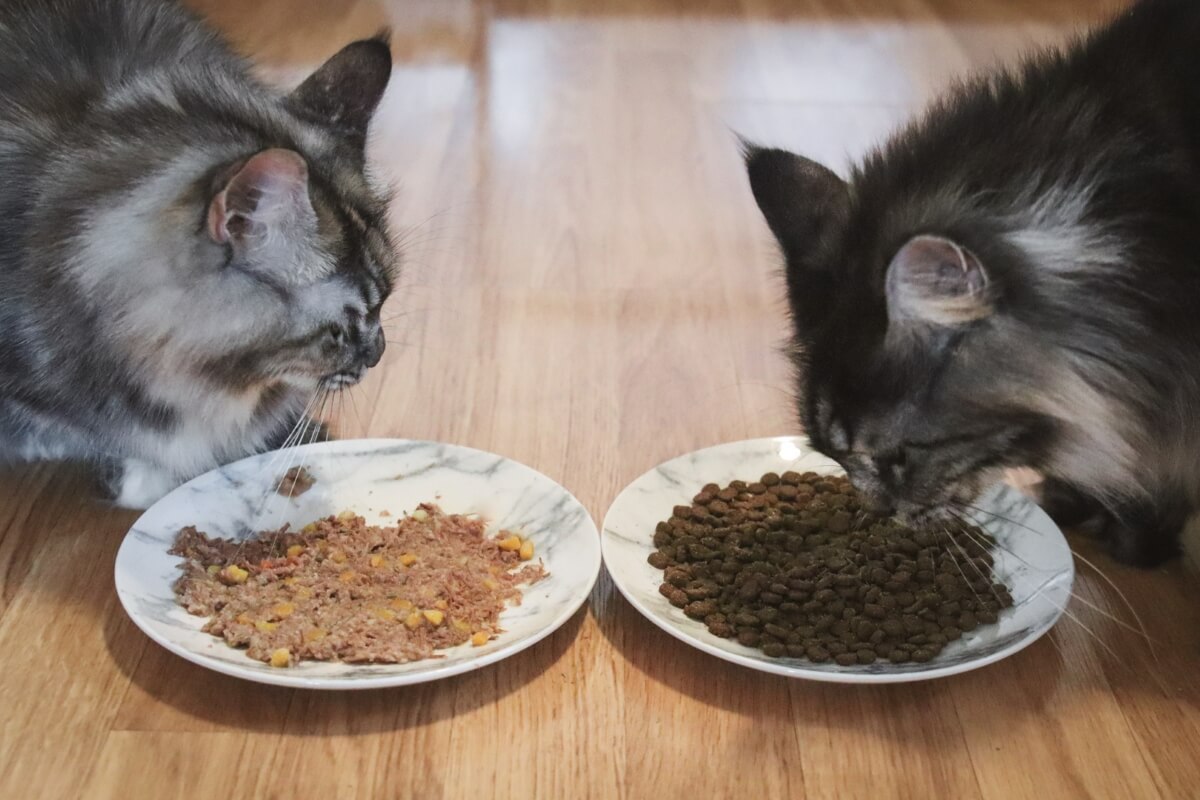 Updated Nacho Cat Food Reviews: Best Flavors for Picky Cats