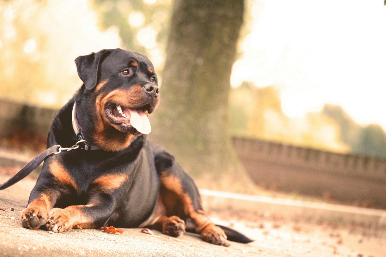 Security Dog Services Coventry: Combining Expertise and Canine Skill