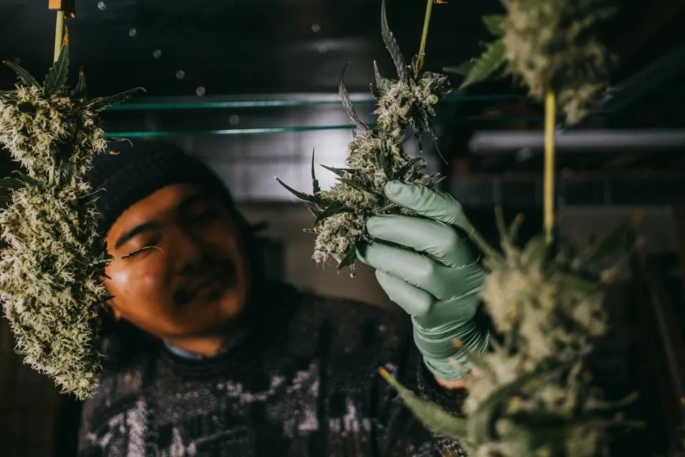 Cannabis Club Valencia – Premium Cannabis Club Valencia | Clubs Cannabis Madrid