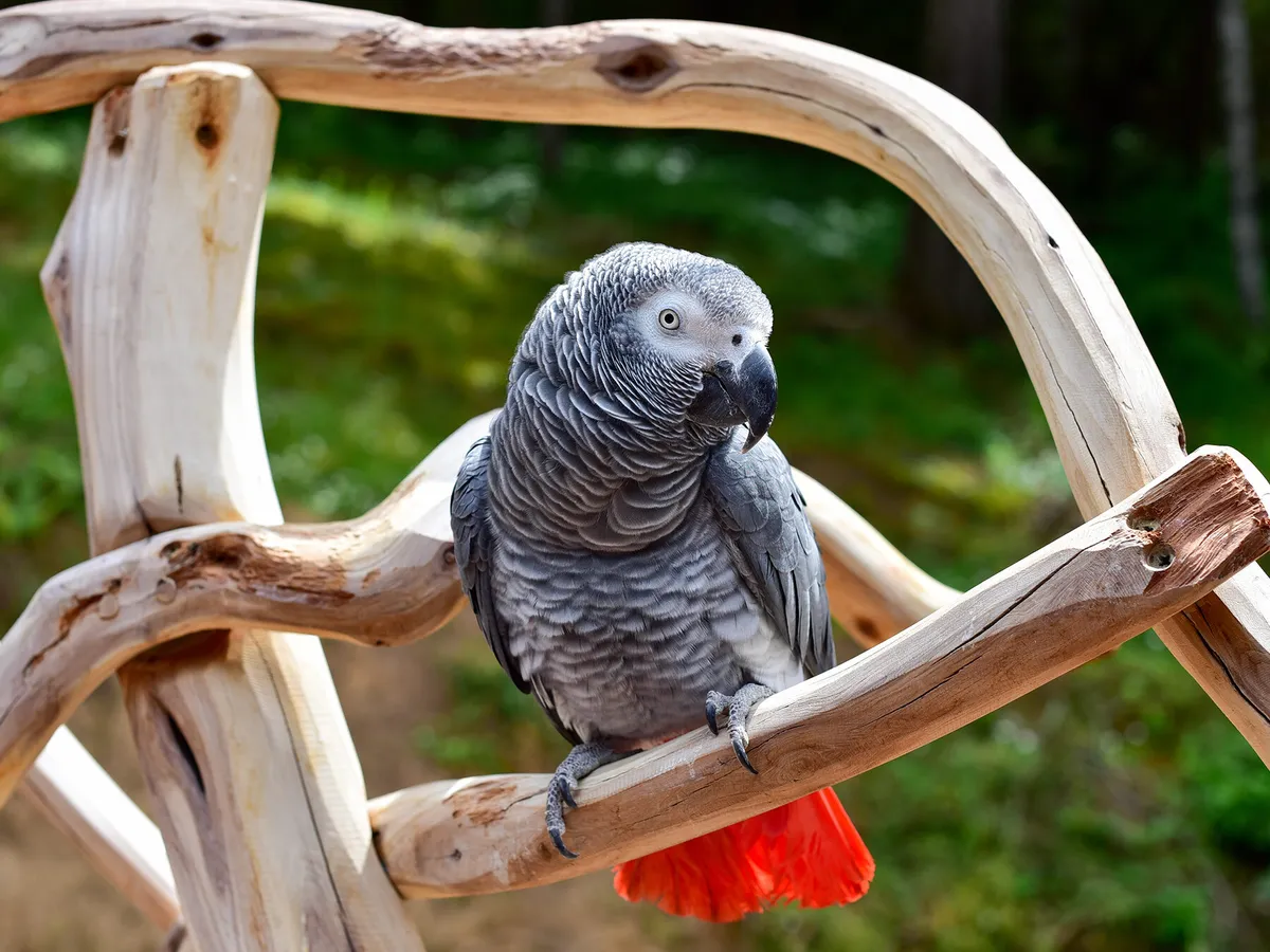 Parrot Breeder – Safe Transport Guaranteed Amazing Birds Farm
