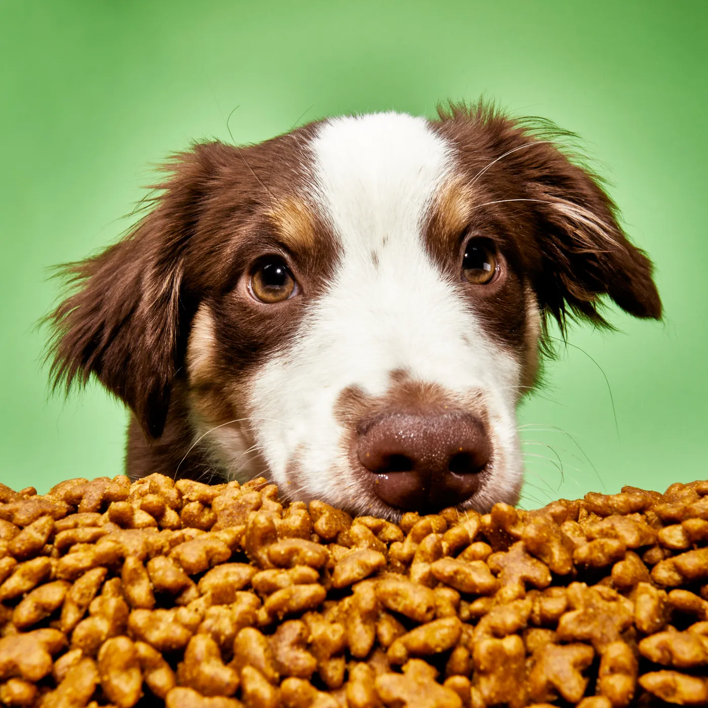 Save on The Farmer's Dog Price Today