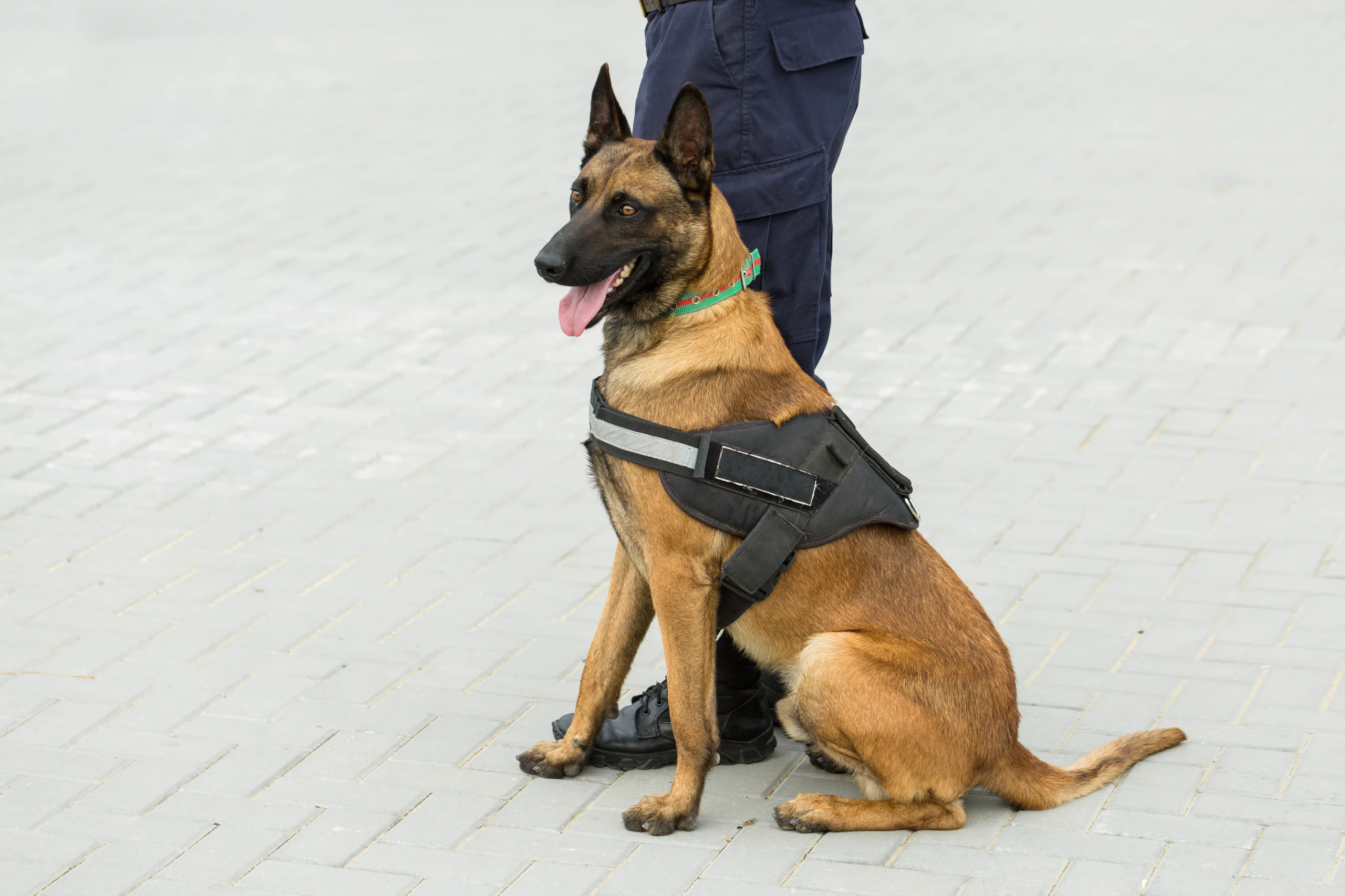 Effective Security Dog Services in Manchester for Ultimate Protection