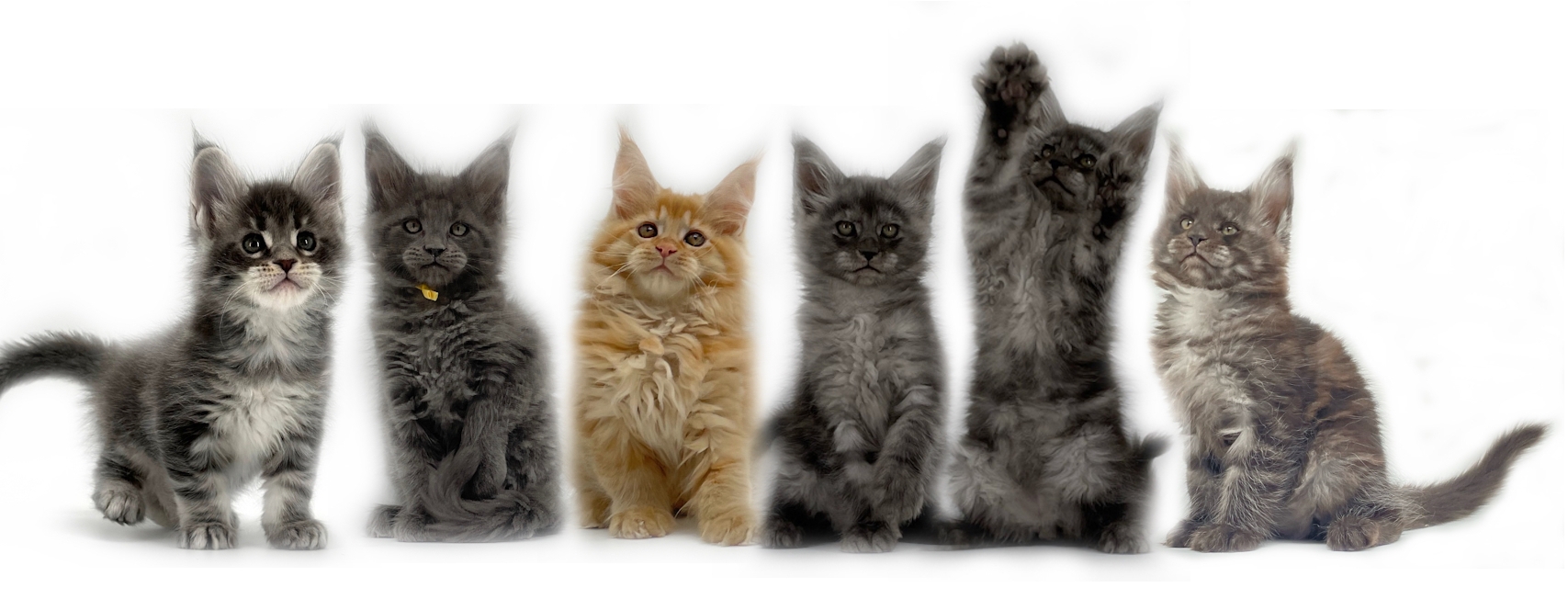 Purebred Maine Coon Kittens for Sale in the Bay Area