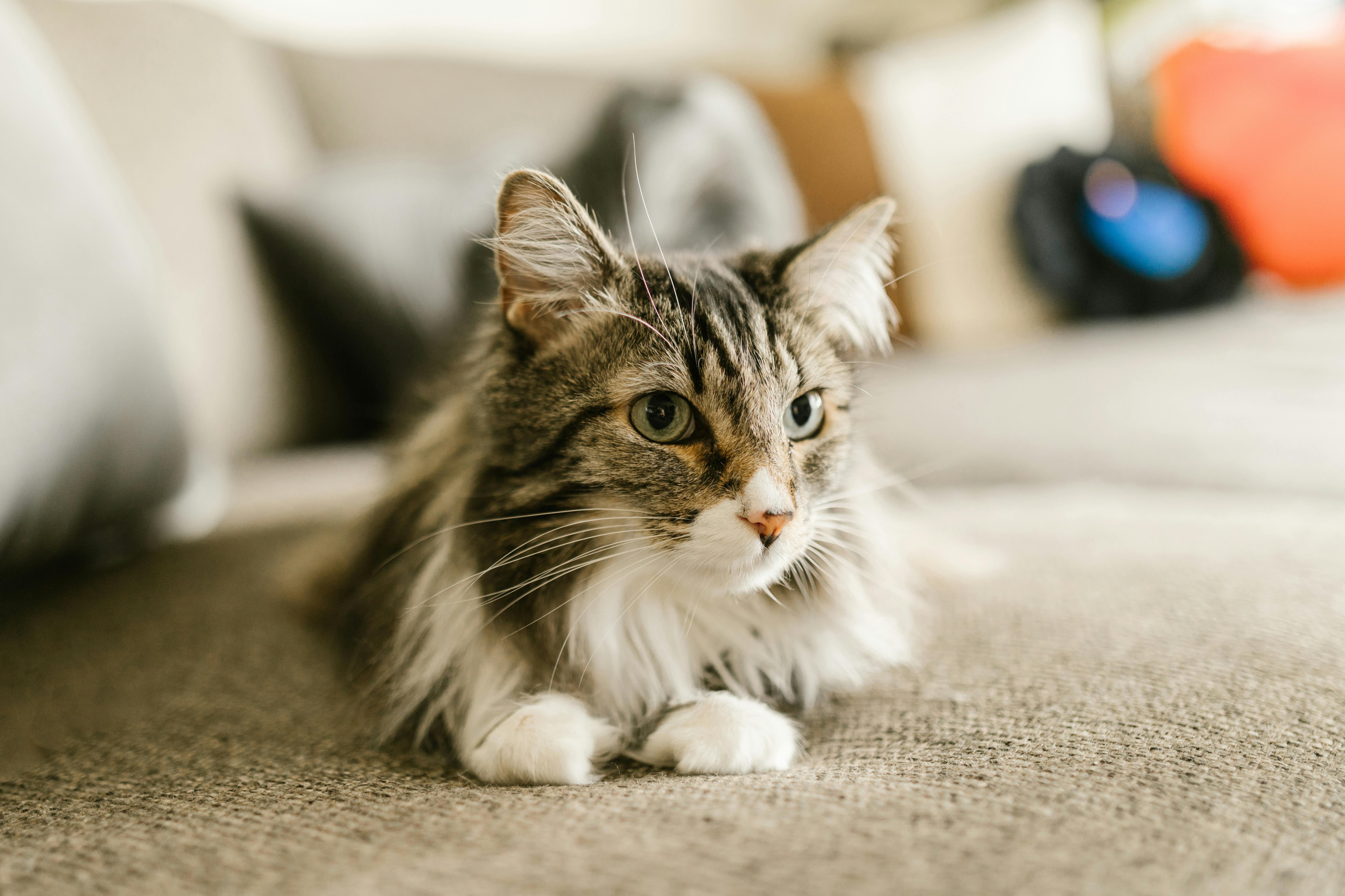 Maine Coon Kittens for Sale California – Loving Companions Available