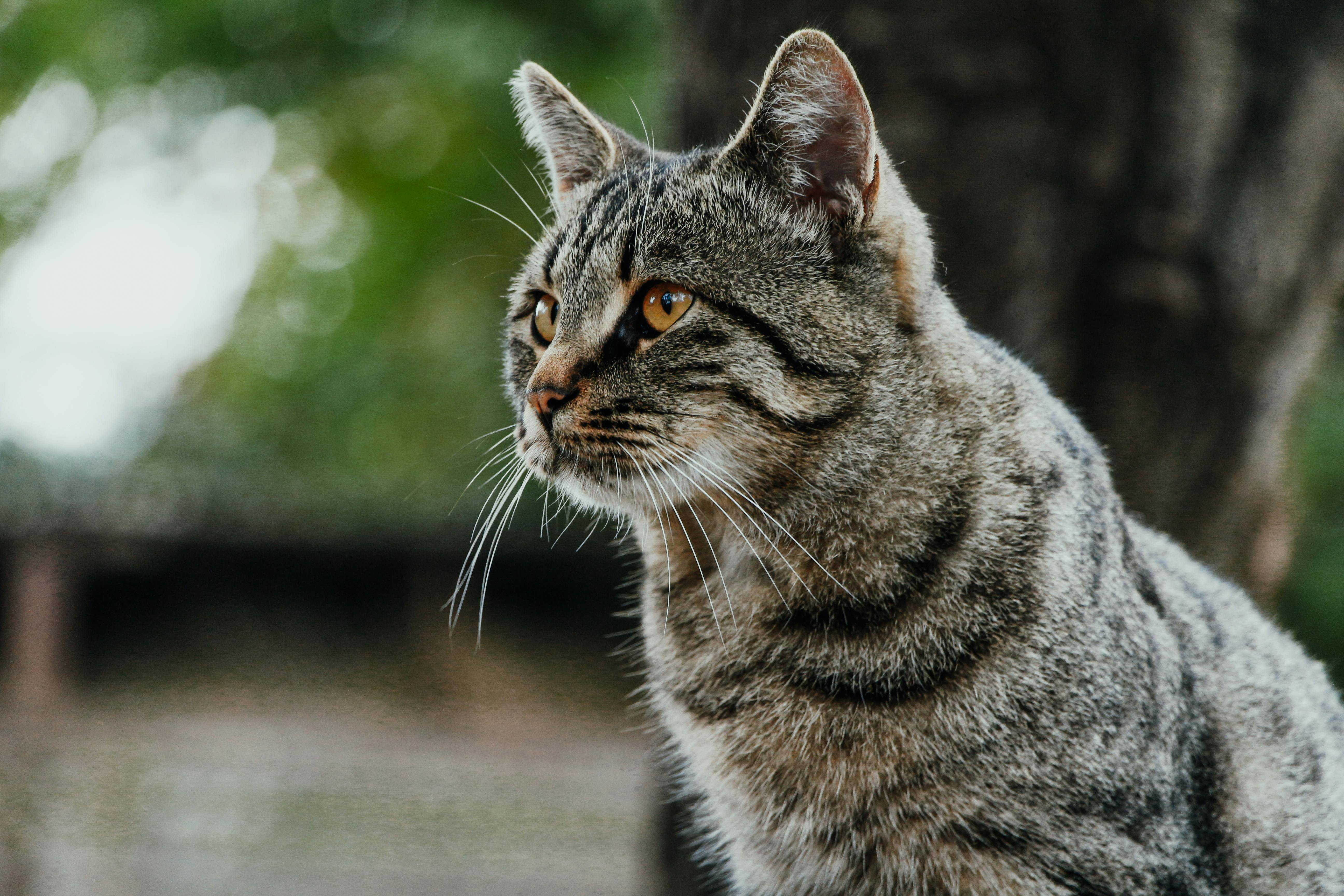 Maine Coon Kittens for Sale Sacramento with Health Guarantees