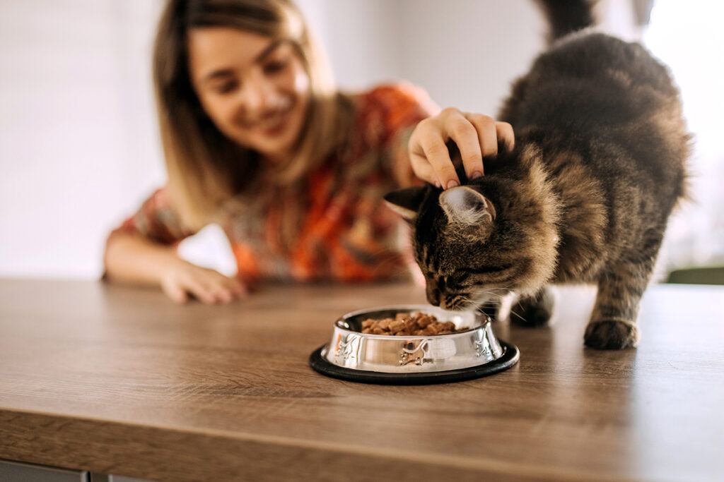 nacho cat food reviews